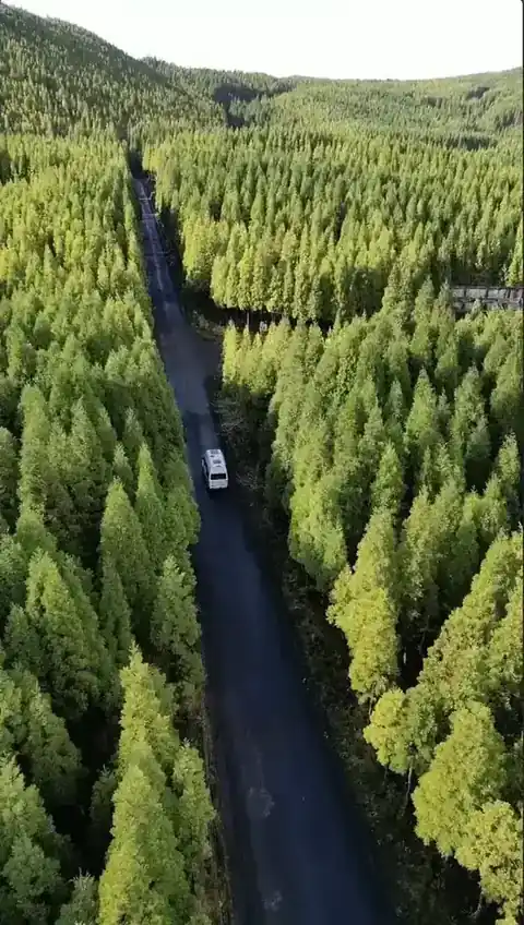 Drone view over São Miguel forest road